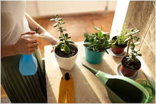 Vastu Tips: In Which Direction Should You Put Money Plant For Prosperity And Fortune?