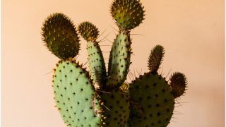 Cactus For Skin Care: चेहरे पर इस तरह लगाएं कैक्टस जेल, जानें इसका फेस पैक बनाने का तरीका और फायदे