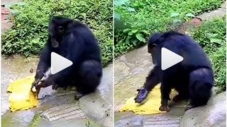 Viral Video: Clever Chimpanzee Washes Clothes Just Like Humans, Video Will Bowl You Over | Watch
