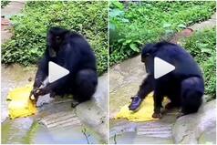 Viral Video: Clever Chimpanzee Washes Clothes Just Like Humans, Video Will Bowl You Over | Watch