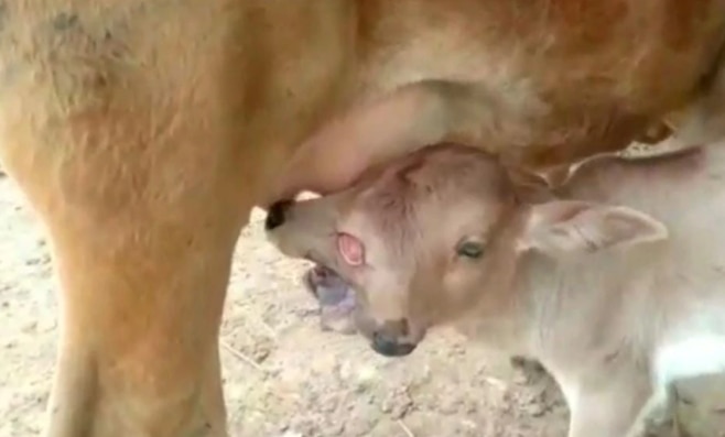 Rare Calf Born With 2 Heads & 3 Eyes in Odisha, Worshipped As Maa Durga's Avatar | Watch
