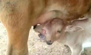 Rare Calf Born With 2 Heads & 3 Eyes in Odisha, Worshipped As Maa Durga's Avatar | Watch