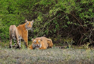 Good News! Sariska Tiger Reserve Likely to Get New Safari Zones