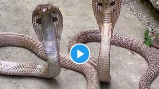 Viral Video: Snake Couple Enjoys Cool Weather at Patna Zoo; Leaves Netizens Amazed | WATCH