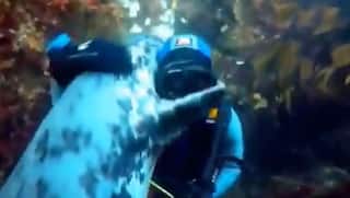 Friendly Seal Hugs a Scuba Diver in North Sea, Adorable Video Melts Hearts | Watch