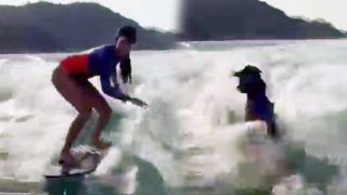 Oops! Lisa Haydon Attempts 360 Swirl While Surfing But Have An Epic Fall Into Water | Watch Hilarious Video