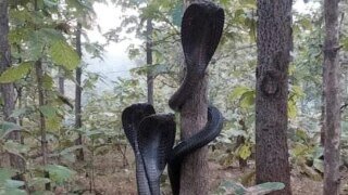 3 Cobras Tangle Themselves Around a Tree in Maharashtra, Jaw-Dropping Image Amazes The Internet
