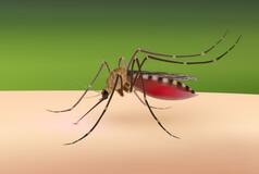 Dengue Treatment: 5 Immunity Boosting Foods to Prevent The Risk of This Mosquito-Borne Illness