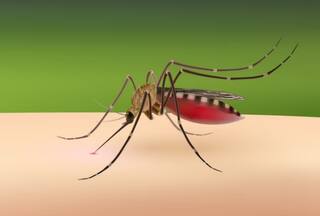 Dengue Treatment: 5 Immunity Boosting Foods to Prevent The Risk of This Mosquito-Borne Illness