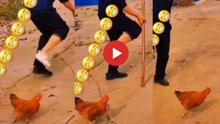 Murgi Ka Video: मालिक को चोट लगी तो मजे लेने लगी ये मुर्गी, किया कुछ ऐसा पेट पकड़कर हंसेंगे | देखिए ये मजेदार वीडियो