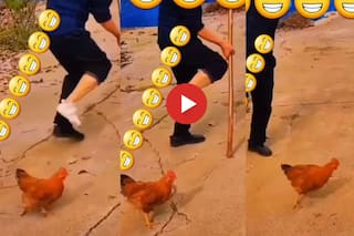 Murgi Ka Video: मालिक को चोट लगी तो मजे लेने लगी ये मुर्गी, किया कुछ ऐसा पेट पकड़कर हंसेंगे | देखिए ये मजेदार वीडियो