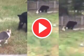 Bhalu Aur Billi Ki Ladai: भालू को देखते ही शेर बन गई बिल्ली, उसके बाद जो हुआ हैरान कर देगा | देखिए Video
