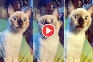 Billi Ka Video: कभी बिल्ली को बोलते देखा है? नहीं देखा तो आज देख लीजिए | हैरान कर देगा ये वीडियो