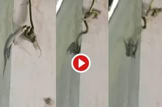 Sanp Aur Chhipkali Ki Ladai: छिपकली को आसान शिकार समझ बैठा सांप, फिर खुद की जान मुश्किल में पड़ गई | देखें Video