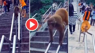Bandar Ka Video: सीढ़ियों से उतरने के लिए बंदर ने लगाया ऐसा जुगाड़, देख लिया तो सिर पकड़ लेंगे | देखिए वीडियो