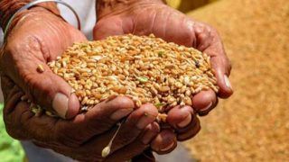 PMGKAY Update: Is Govt Planning To Extend Free Ration Scheme beyond September? Check Here