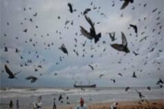189 Birds Dead in Rajasthan Due to Avian Influenza