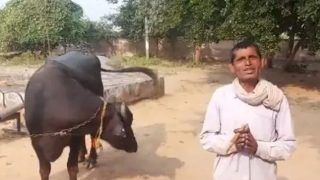 Viral Video: भैंस ने नहीं दिया दूध तो थाने पहुंचा किसान, पुलिस ने भी करा दिया 'इलाज'
