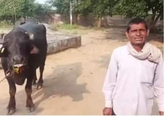 ROFL: 'Buffalo Refuses To Be Milked,' Madhya Pradesh Farmer Goes to Police