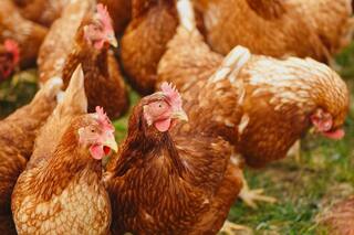 63 Chickens Died of Heart Attack Due to Loud DJ Music at Wedding, Claims Odisha Poultry Farmer