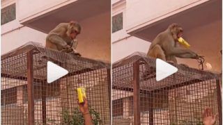 Viral Video: Monkey Runs Away With Specs, Returns Them in Exchange of Frooti | Watch