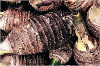Winter Food: Why Arbi is The Genius Veggie in Cold Season - 5 Reasons to NOT Avoid Eating Taro Root