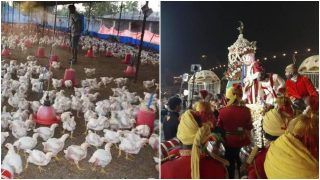 Viral News Today: दूल्हे की बारात में बजा दिया ऐसा DJ, सुनते ही मर गईं 63 मुर्गियां