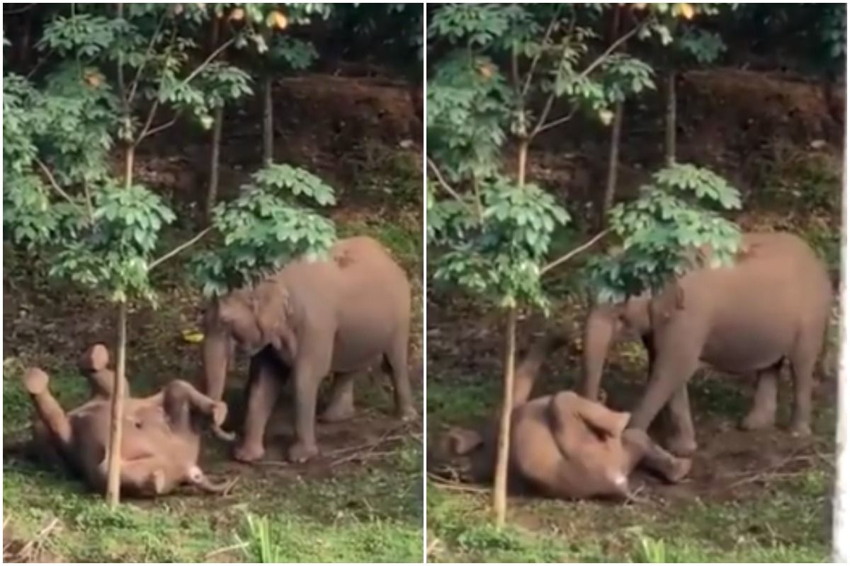 Baby Elephant : Latest News, Videos and Photos on Baby Elephant - India.Com  News
