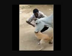 Viral Video: Man Abuses Dog, Gets Hit by Cow; PETA Offers Rs 50,000 Reward For Information on Culprit