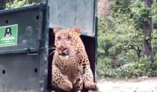 Leopard That Entered Aligarh College Rescued After 4-Hour Operation, Released Into The Wild | See Pics