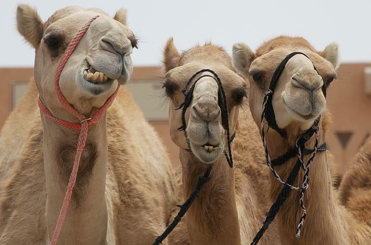 Too Botox To Handle: Saudi Arabia Disqualifies 40 Camels For Using Facelifts at Beauty Contest!