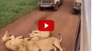 Viral Video: 3 Lions Caught Chilling in Middle of The Road, Block Jungle Safari Jeeps | Watch