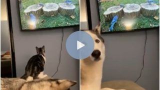 Viral Video: Cat Tries to Catch Bird on TV, Husky's Reaction is Just Priceless | Watch