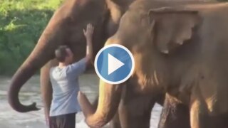 Viral Video: Elephants Reunite With Caretaker After 14 Months, Video Makes People Emotional | Watch