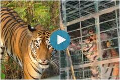 Royal Bengal Tiger That Strayed Into Bengal's Kultali Tranquillized & Captured After 6 Days | Watch
