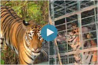 Royal Bengal Tiger That Strayed Into Bengal's Kultali Tranquillized & Captured After 6 Days | Watch