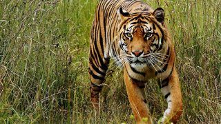 Tiger on Prowl Triggers Panic in Kerala's Wayanad, Kills 17 Animals in 17 Days