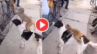 Viral Video: Monkey Climbs on Dog To Steal a Bag of Chips From Shop. Watch