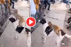 Viral Video: Monkey Climbs on Dog To Steal a Bag of Chips From Shop. Watch