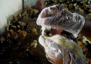 Bird Flu Confirmed In Kerala's Alappuzha District 2nd Time This Year