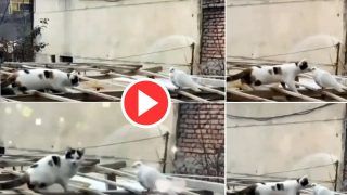 Cat Aur Pigeon Kiss Video: कबूतर का शिकार करने गई बिल्ली ने कर लिया किस, हैरान कर देगा वीडियो