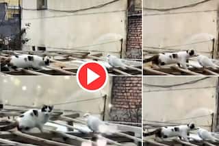 Cat Aur Pigeon Kiss Video: कबूतर का शिकार करने गई बिल्ली ने कर लिया किस, हैरान कर देगा वीडियो