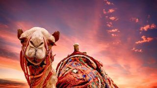 5 Fascinating Facts About Camel Beauty Pageant in Abu Dhabi