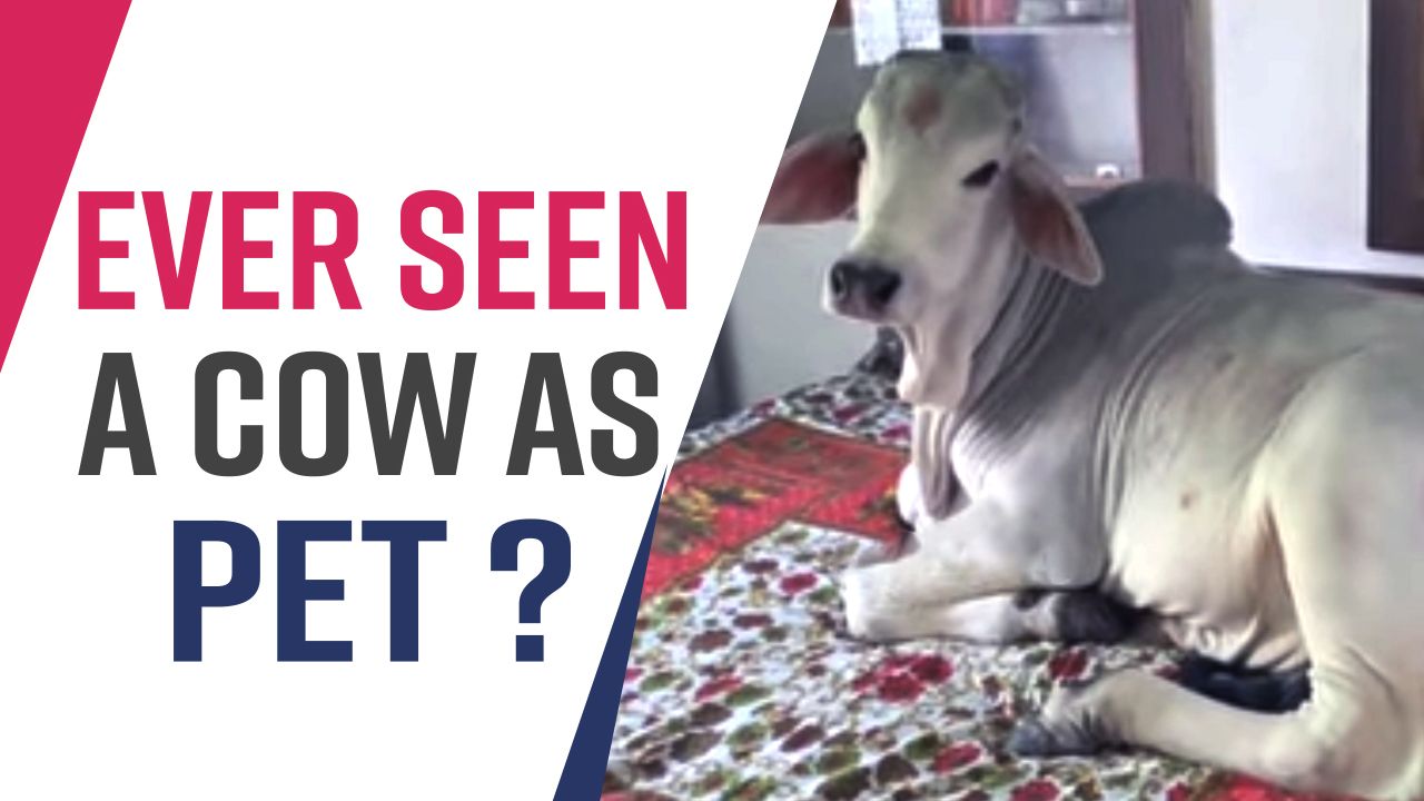 Viral Video: This Jodhpur Family Has Kept a 'Cow' As Their Pet | Must Watch