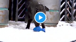 Viral Video: Elephants Have Fun Playing & Sliding on Snow, Video Will Make You Smile | Watch