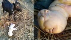 Baby Goat Born With Human-Like Face in Assam, Leaves Owner And Locals Shocked