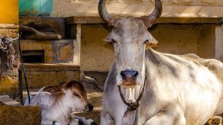 'My Cows Are Not Giving Milk': Karnataka Farmer Goes to Police With This Hilarious Complaint