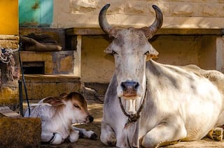'My Cows Are Not Giving Milk': Karnataka Farmer Goes to Police With Hilarious Complaint