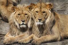 2 Lions Break Free From Cages at Singapore's Changi Airport, Trigger Panic | What Happened Next