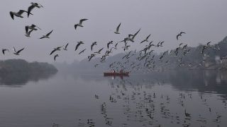 Watch: Migratory Birds, The Brown Headed Gulls, Arrive In Gujarat